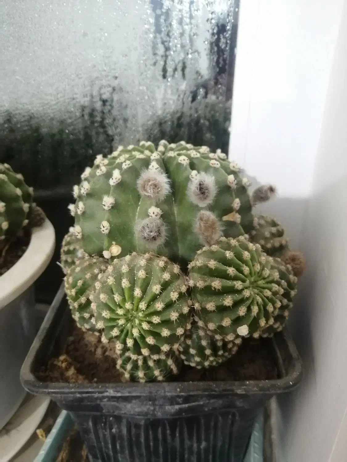 کاکتوس های چند ساله|گل و گیاه طبیعی|بجنورد, |دیوار