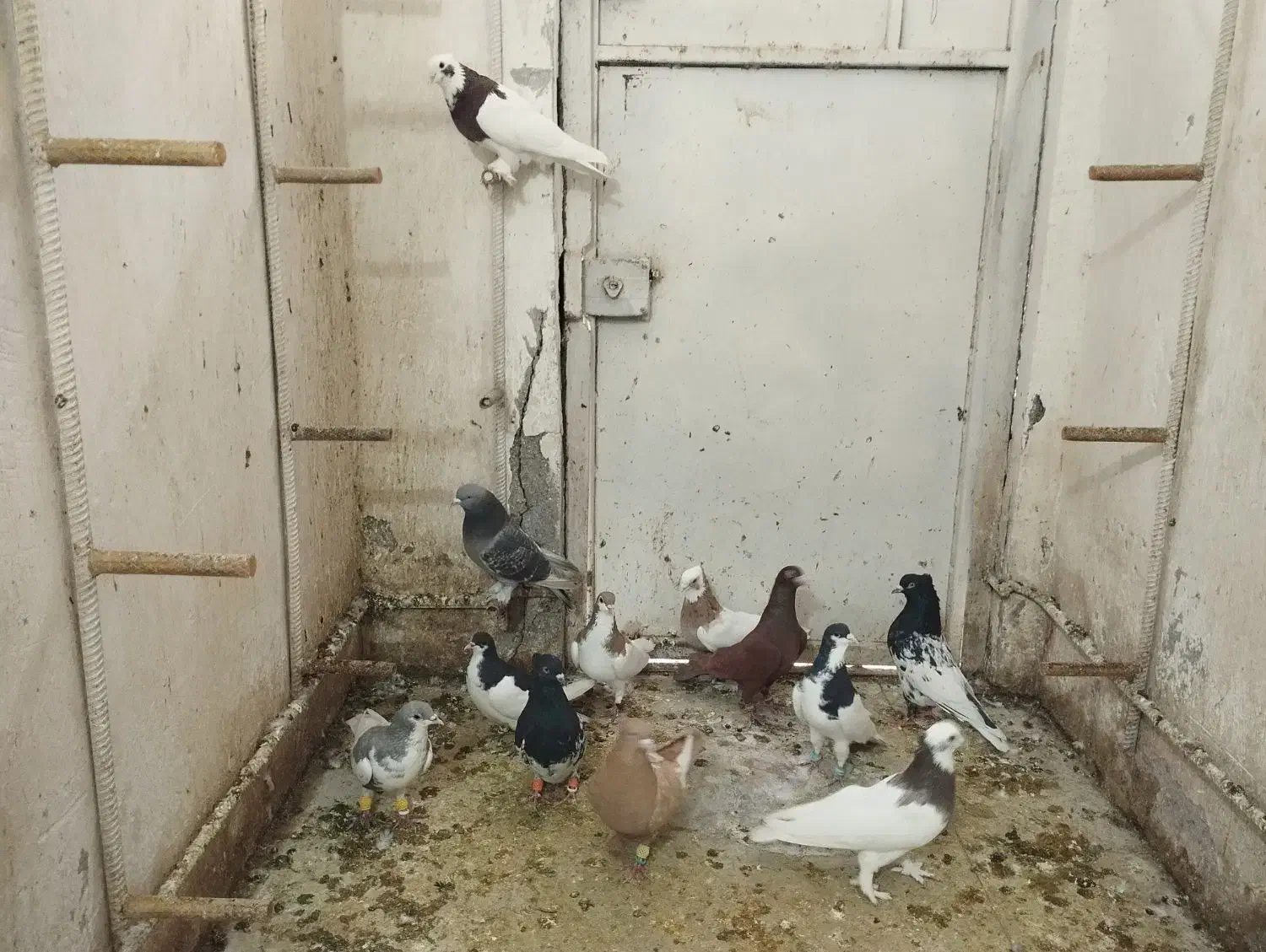 دسته کفتری بهبونی شهری زدو خوردی|پرنده|شیراز, گلشن|دیوار