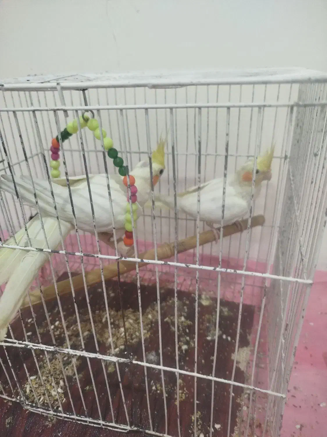 طوطی|پرنده|تهران, شهید اسدی|دیوار