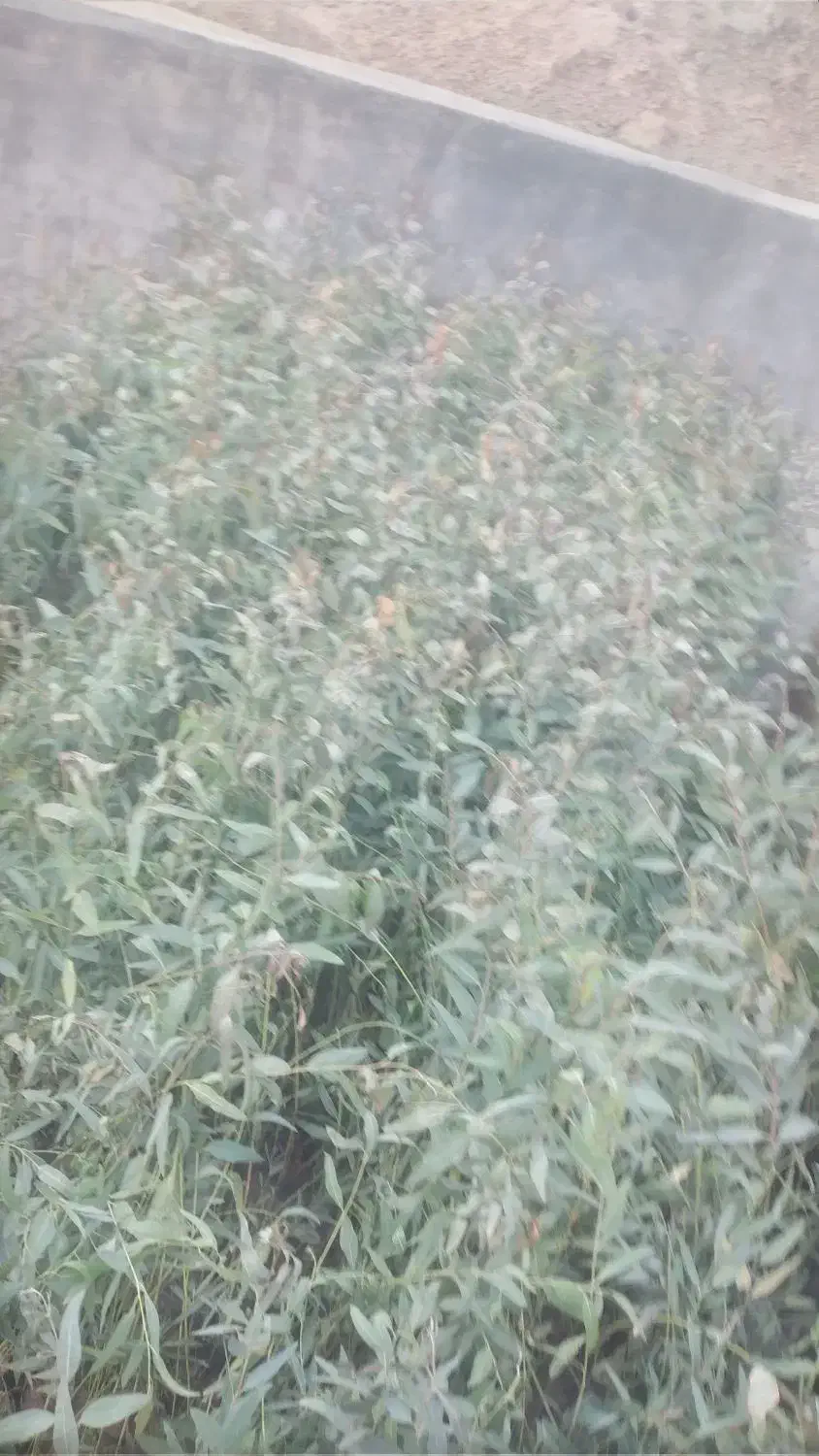 نهال اوکالیپتوس تعداد محدود ۳۰ تومن|خدمات باغبانی و درختکاری|ساوه, |دیوار