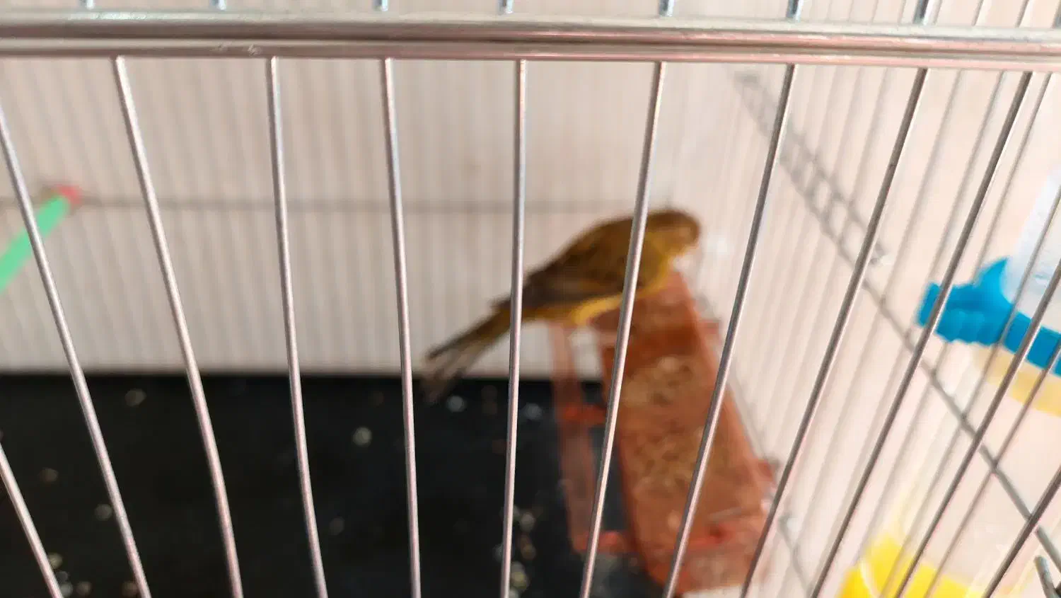 قناری نر مست|پرنده|مرودشت, شهرک مهدیه|دیوار