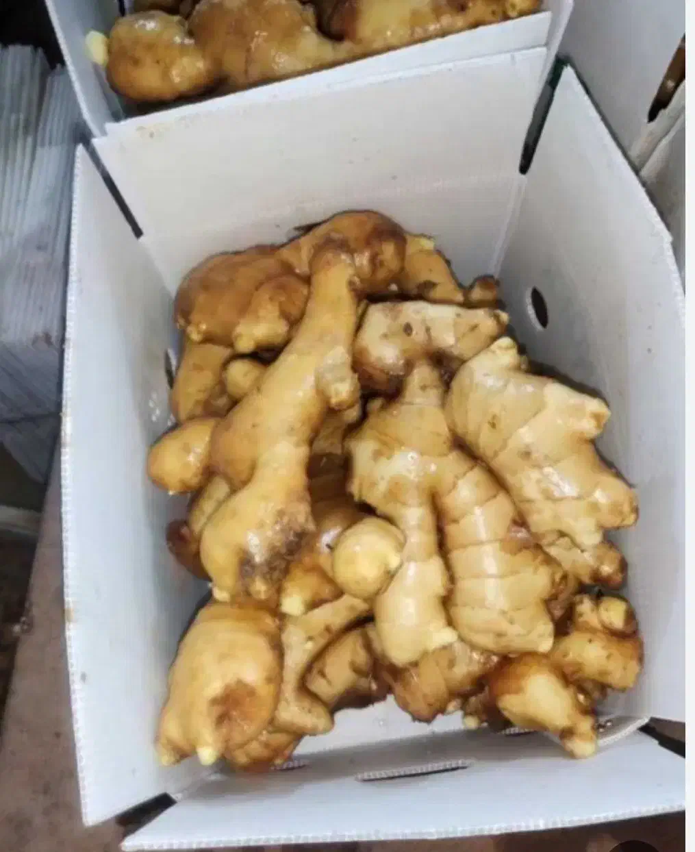 فروش زنجبیل ۷کیلویی میدان تره بار شیراز|عمده‌فروشی|شیراز, سلطان آباد|دیوار