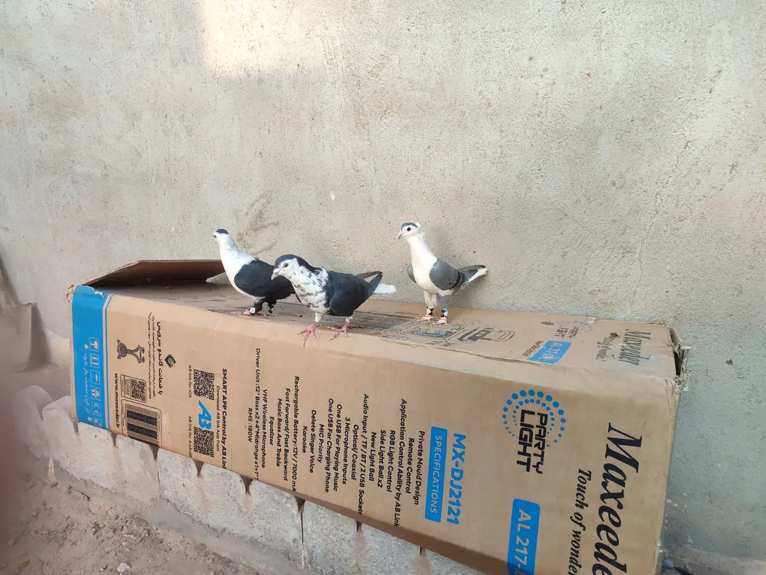 مرغ عشق|پرنده|خواف, |دیوار