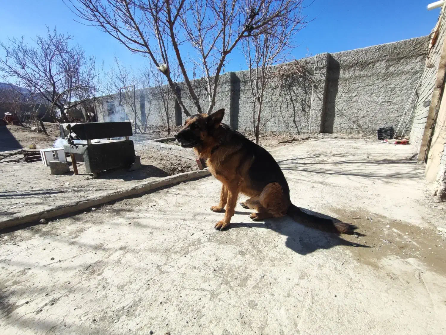 سگ ژرمن نر|سگ|اصفهان, گورت|دیوار