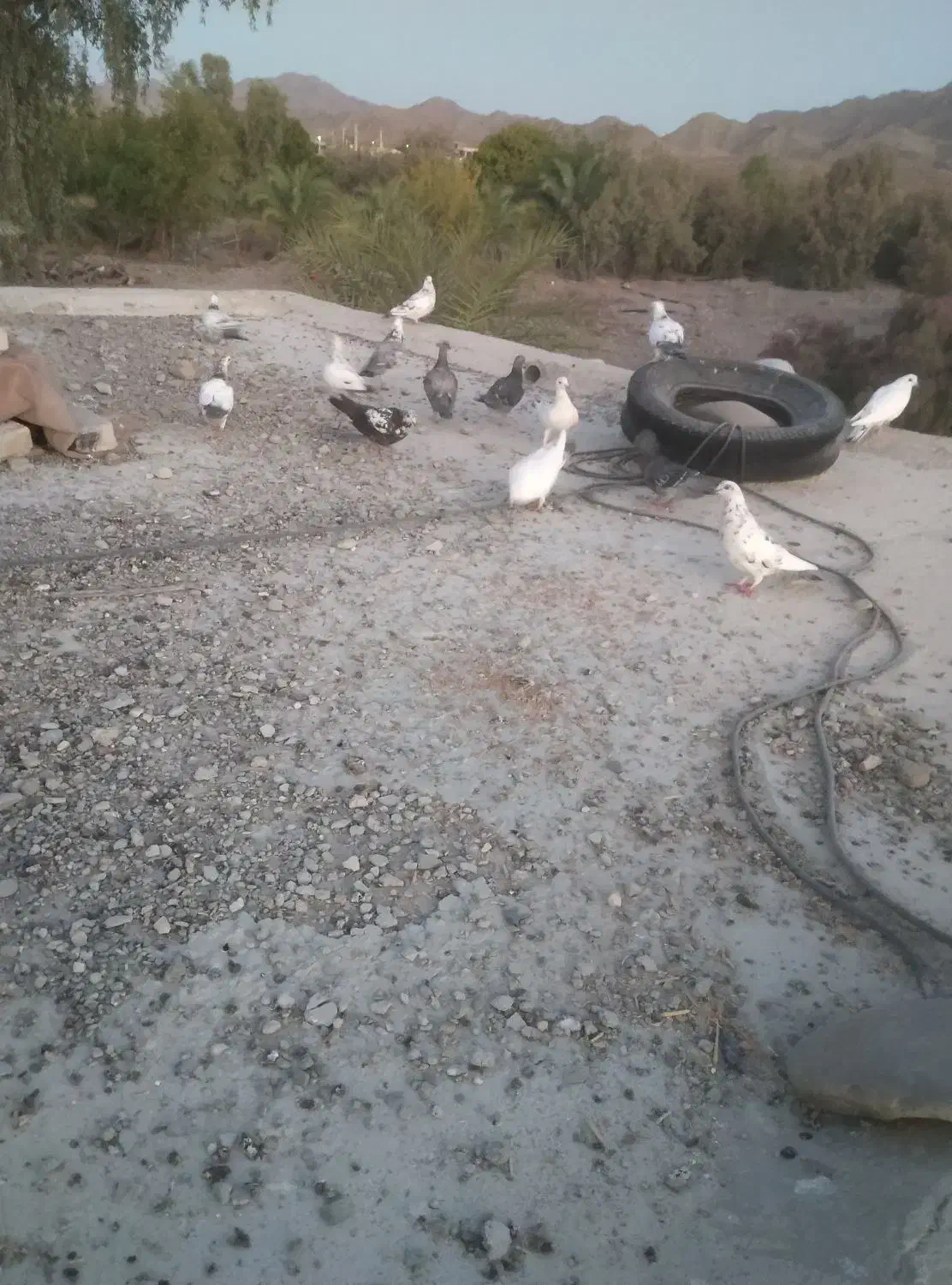 کبوتر|پرنده|نیک شهر, |دیوار