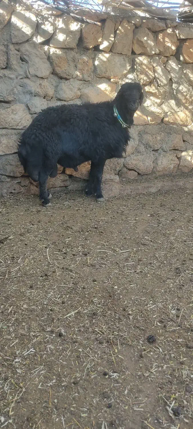 قوچ قره قزل|حیوانات مزرعه|کوهرنگ, |دیوار