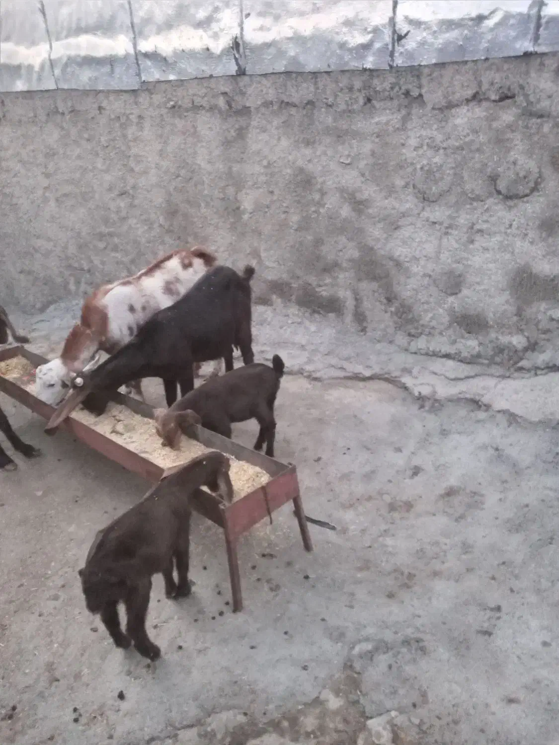 بز خارجی|حیوانات مزرعه|سیوان, |دیوار