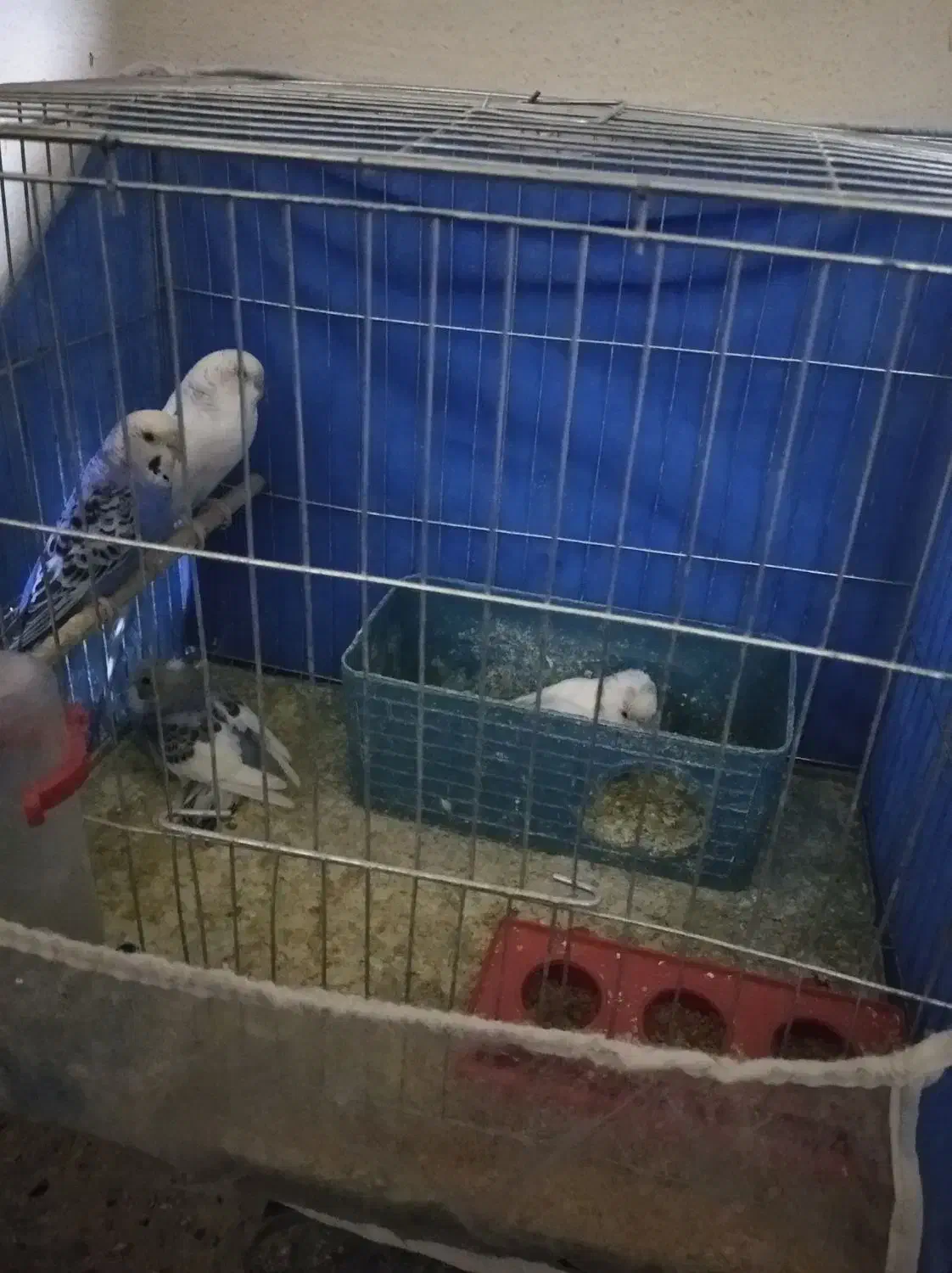 فروش|پرنده|سیرجان, |دیوار