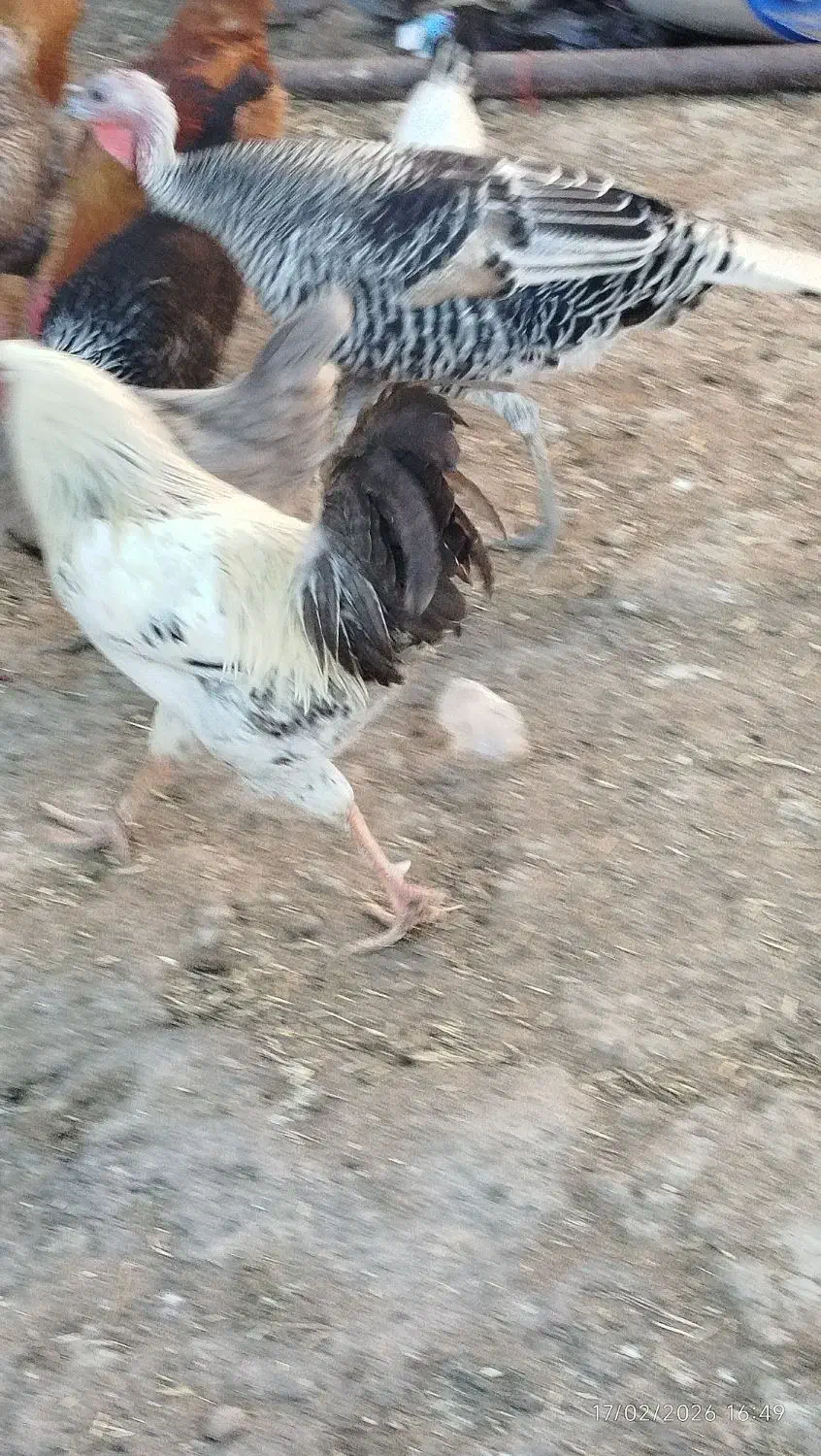 خروس|حیوانات مزرعه|بیرانوند, |دیوار