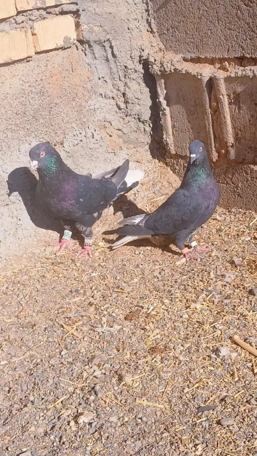 کفتر زاغ دوم سفید|پرنده|پائین جام, |دیوار