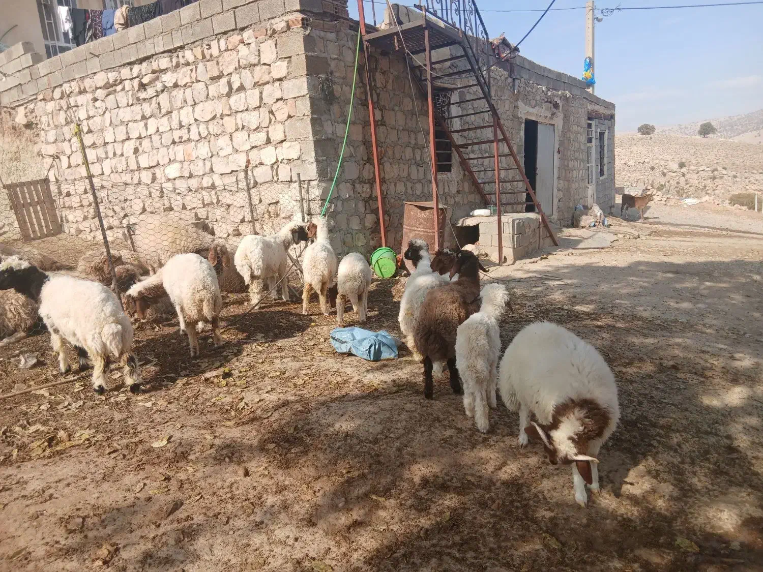 ۱۰عدد بره دویره نمونه|حیوانات مزرعه|کارزان, |دیوار