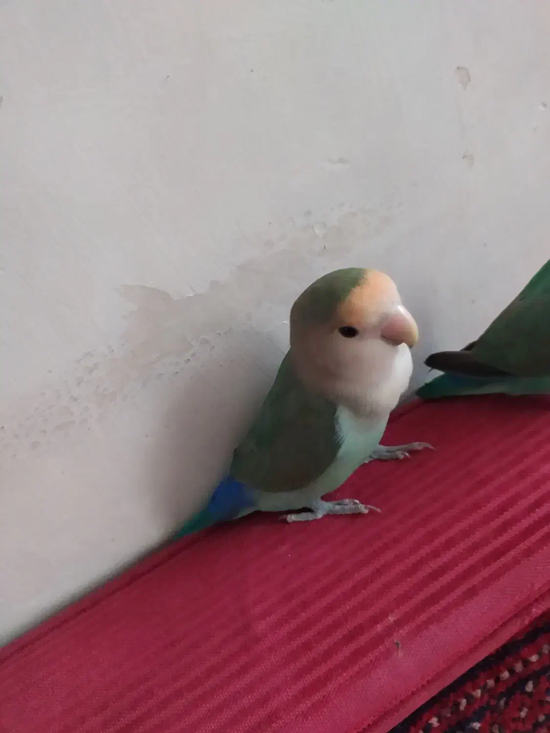 طوطی برزیلی نر|پرنده|ری, شهید بهشتی|دیوار