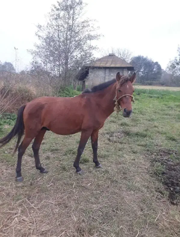 اسب|اسب و تجهیزات اسب‌سواری|تولم شهر, |دیوار