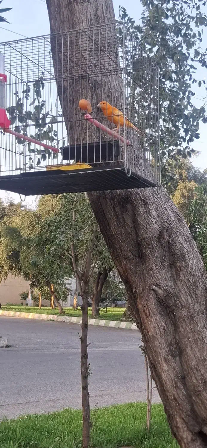 قناری نر|پرنده|اندیمشک, |دیوار