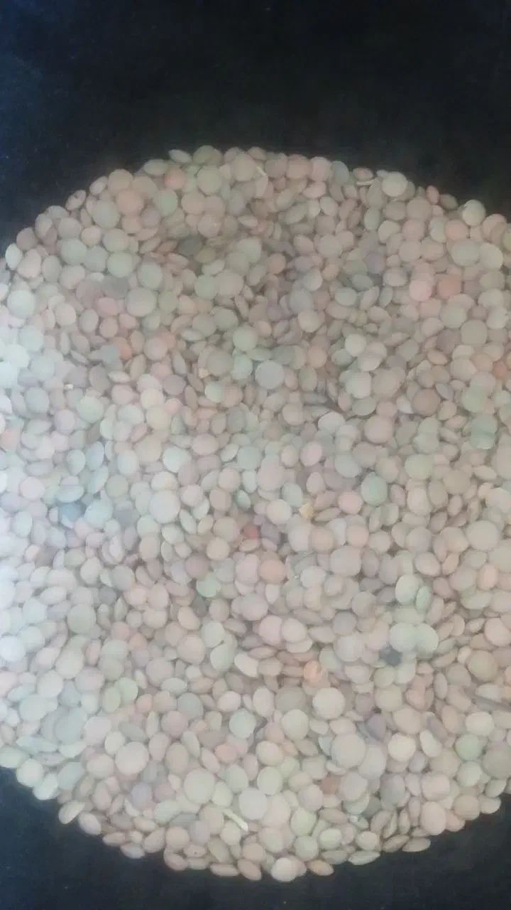 عدس تازه بیجار|خوردنی و آشامیدنی|رباطکریم, رباطکریم|دیوار