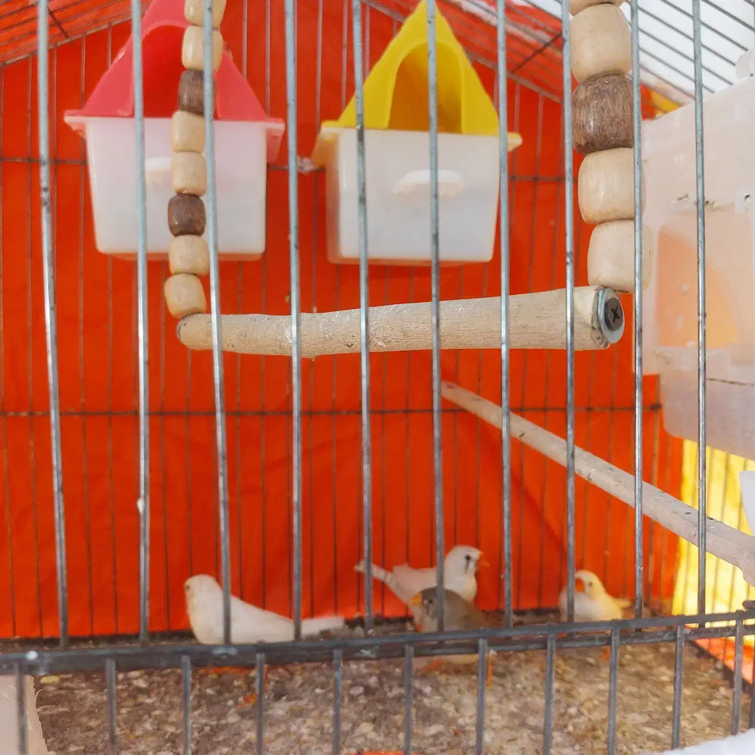 دو جفت فنچ زبرا مولد کارداده جوان|پرنده|تربت‌حیدریه, کاشانی|دیوار