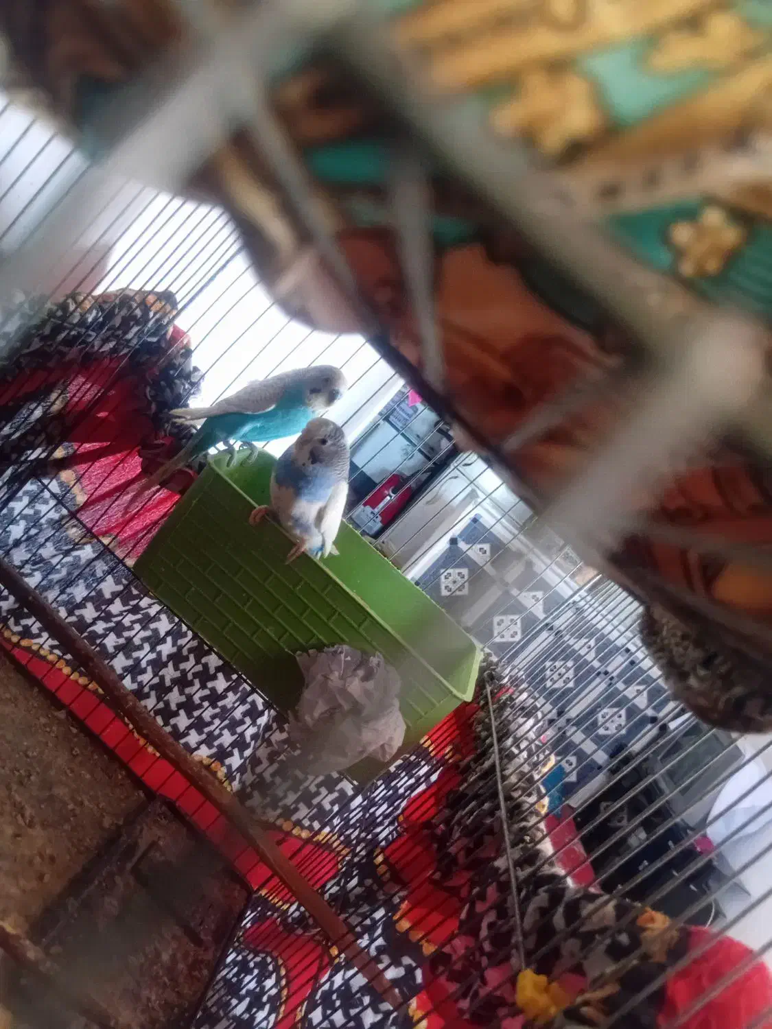 مرغ عشق|پرنده|بزینه رود, |دیوار