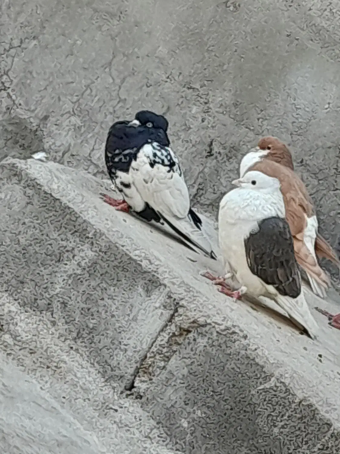 کبوتر معاوضه|پرنده|رامهرمز, |دیوار