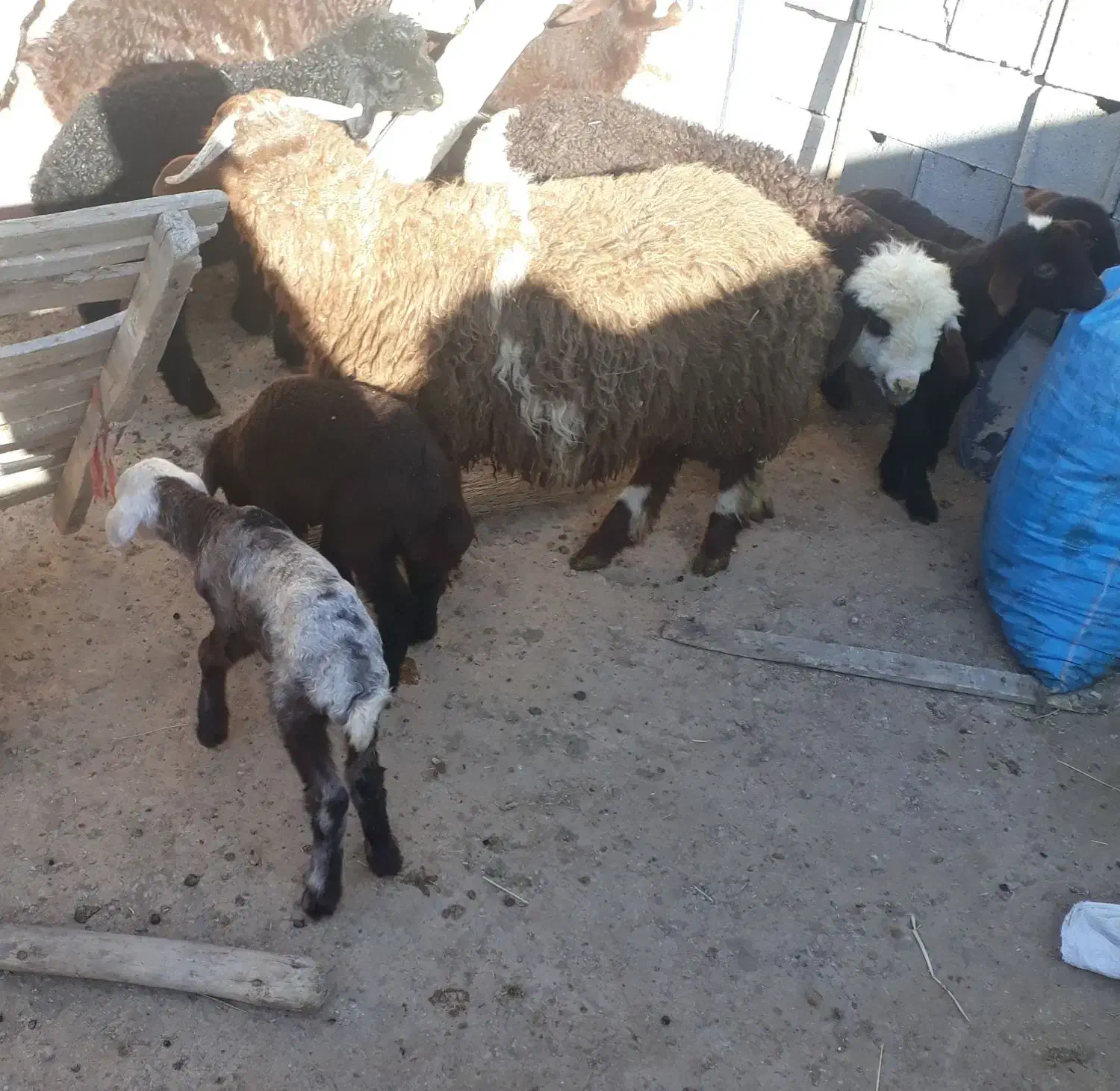 بره نر|حیوانات مزرعه|بروجن, |دیوار