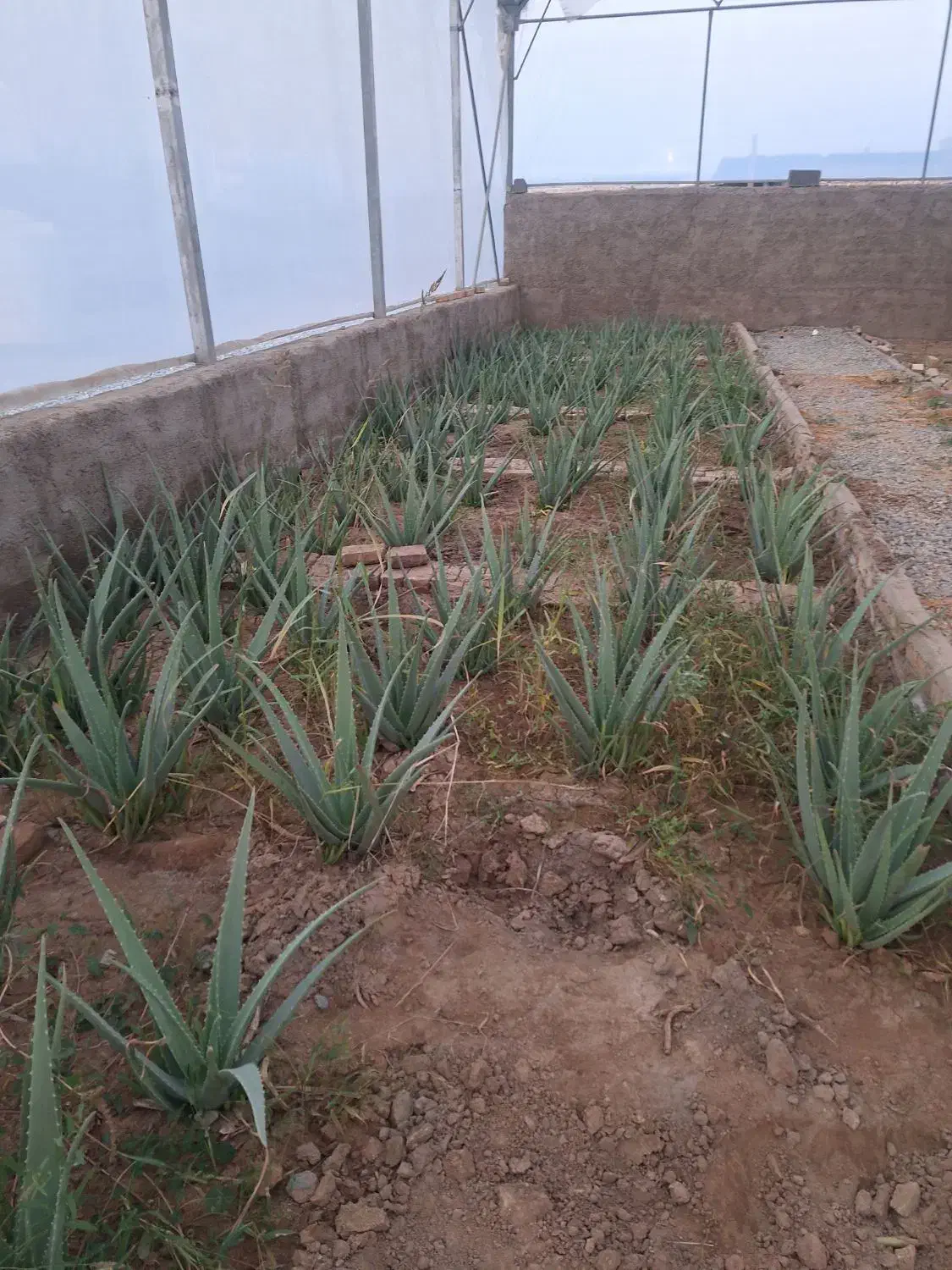 الوورا به صورت یکجا توافقی|گل و گیاه طبیعی|خاوران, |دیوار