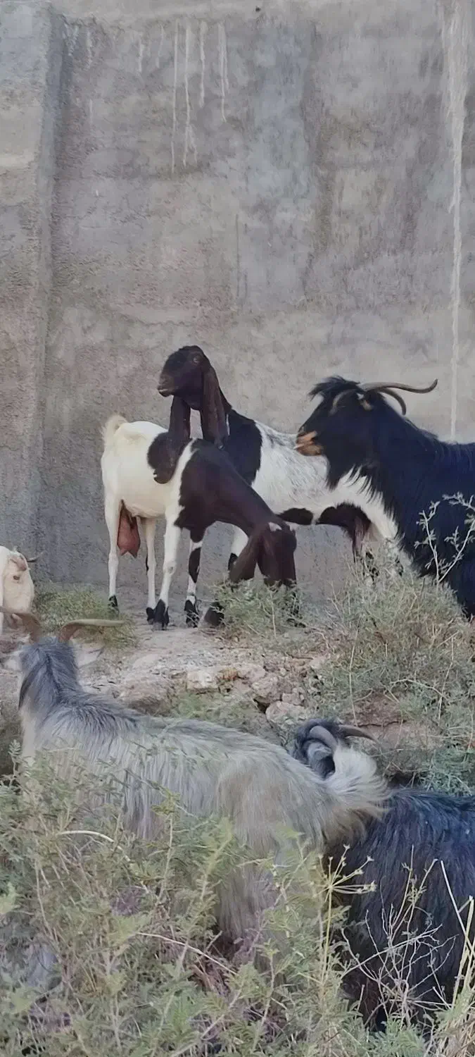 یک راس بز نر گلابی با شش بز گلابی ونژدی|حیوانات مزرعه|باغ ملک, |دیوار