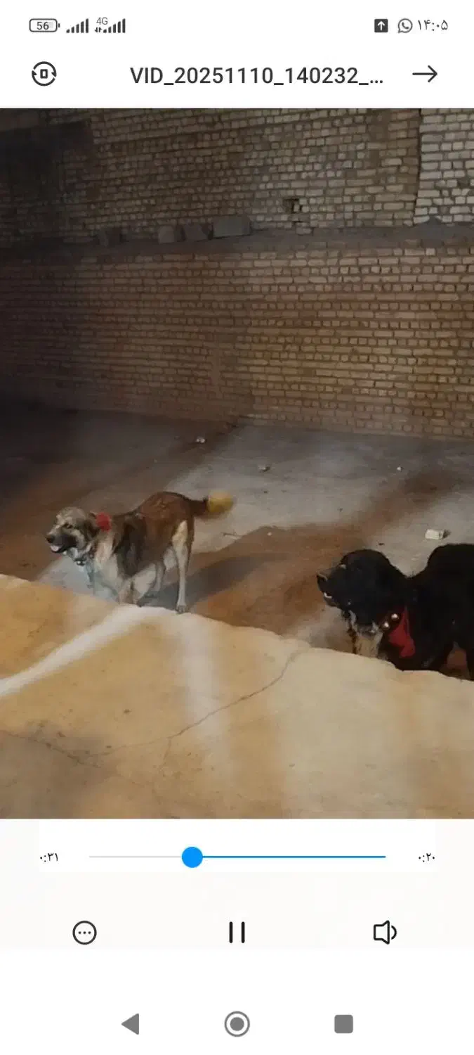 سگ قدرجونی|سگ|اهواز, مهرشهر|دیوار