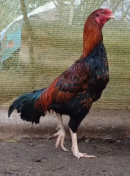 خرورس لاری|حیوانات مزرعه|خمام, |دیوار