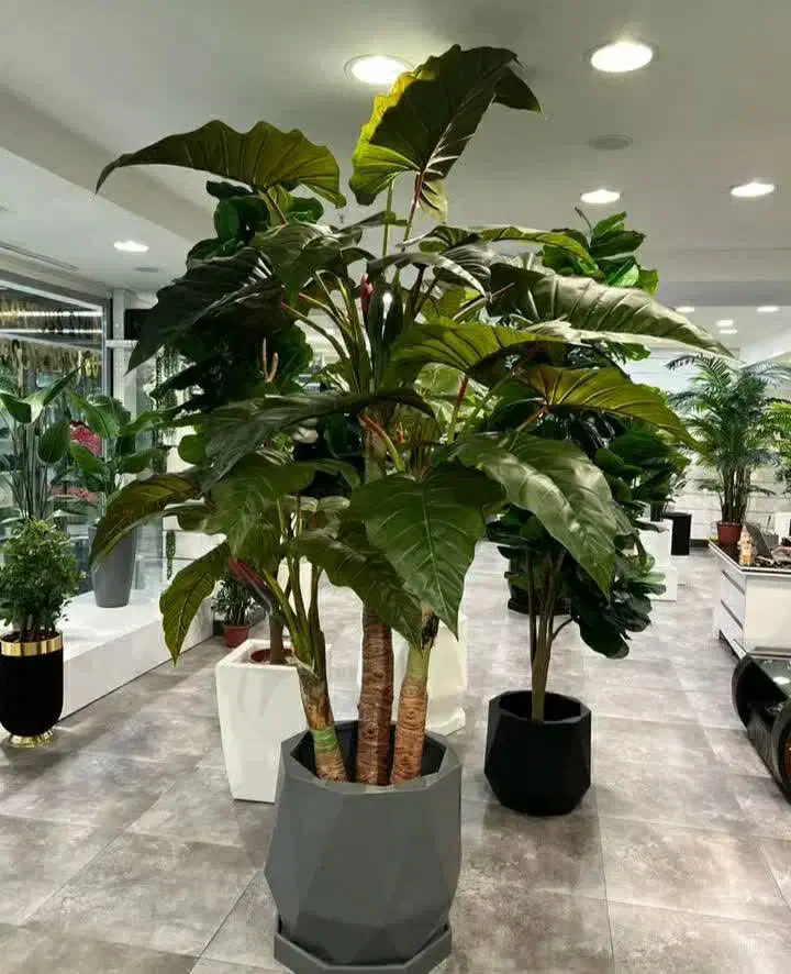 انواع درختچه و گل تزیینی و آویز|گل مصنوعی|ملایر, |دیوار