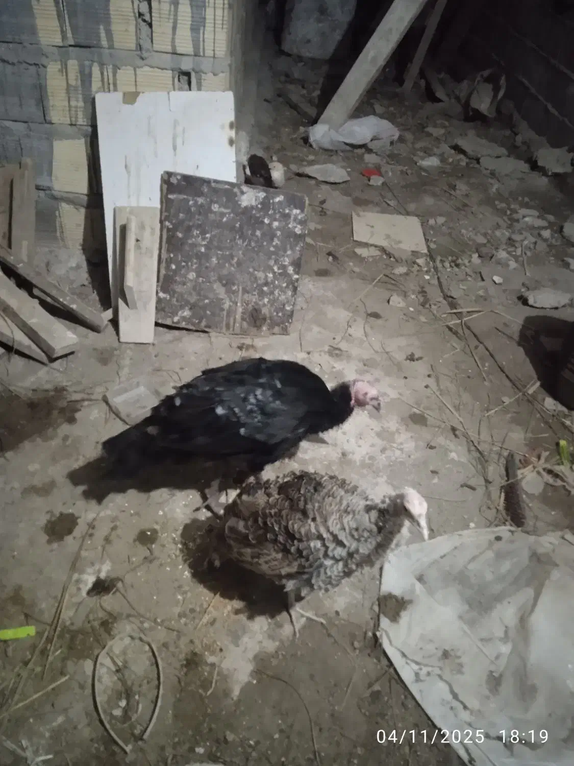 بوقلمون محلی|حیوانات مزرعه|رشت, استقامت ۲|دیوار