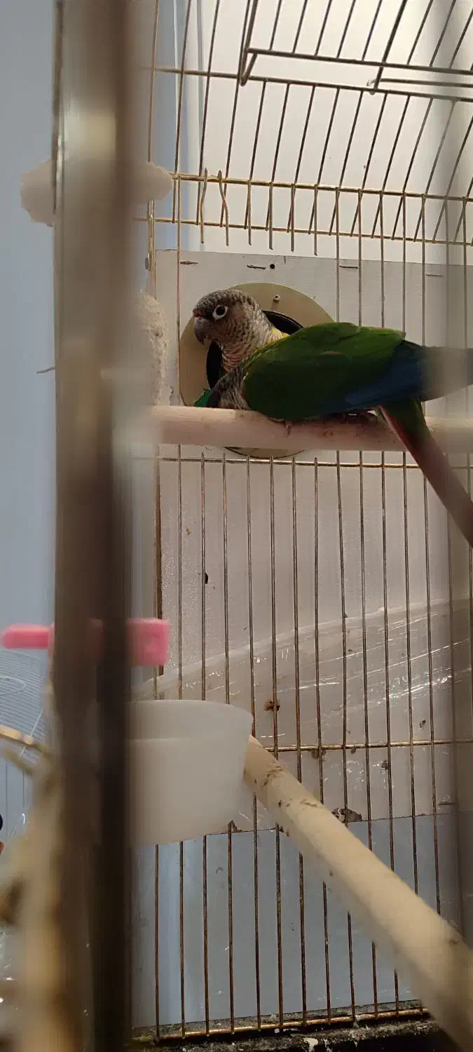 طوطی گرینچیک|پرنده|مشهد, نیروی هوایی|دیوار