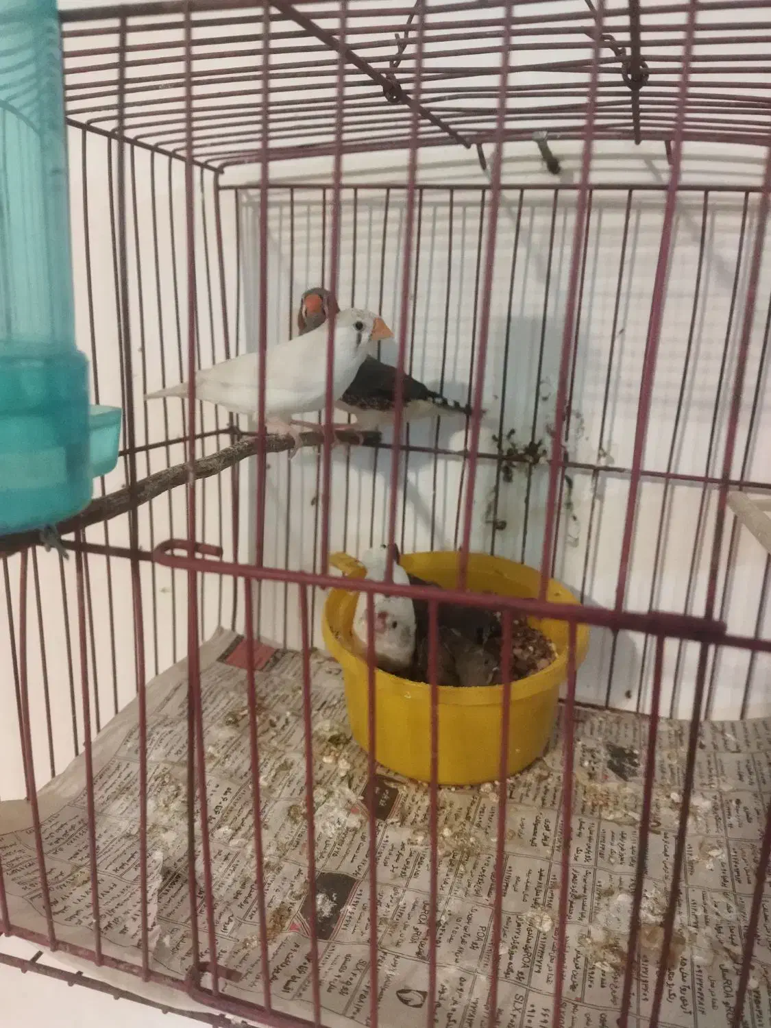 فنچ مولد با جوجه بزرگ|پرنده|صفادشت, |دیوار