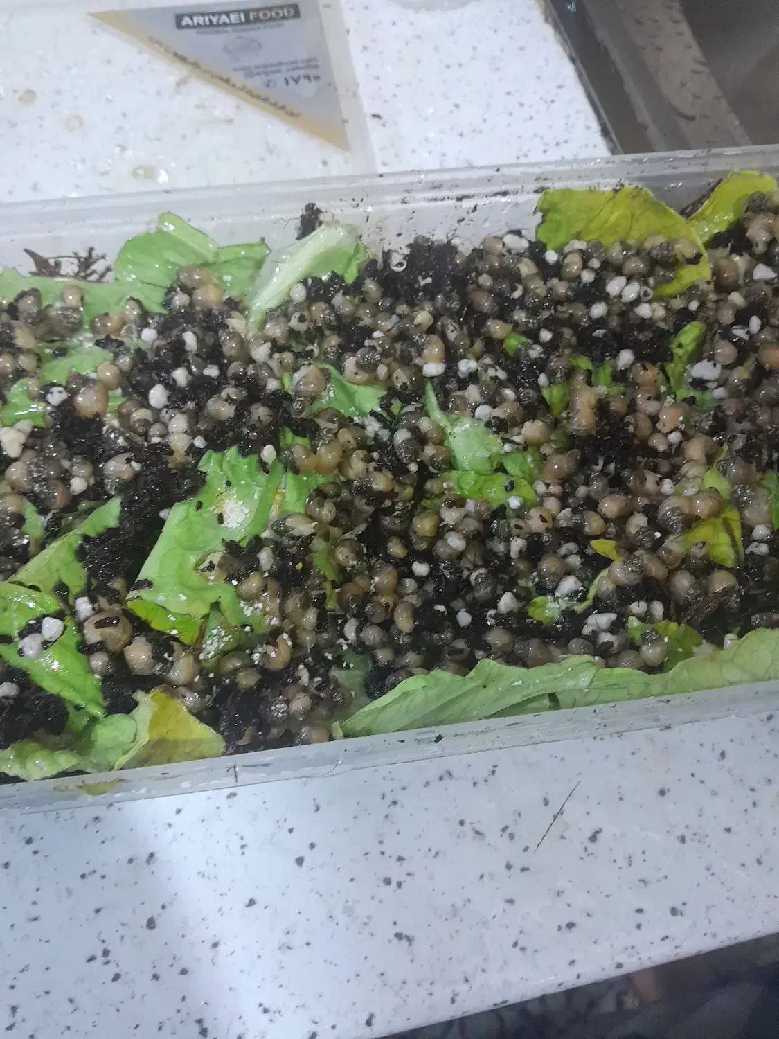 حلزون|خزنده|تهران, مهستان|دیوار