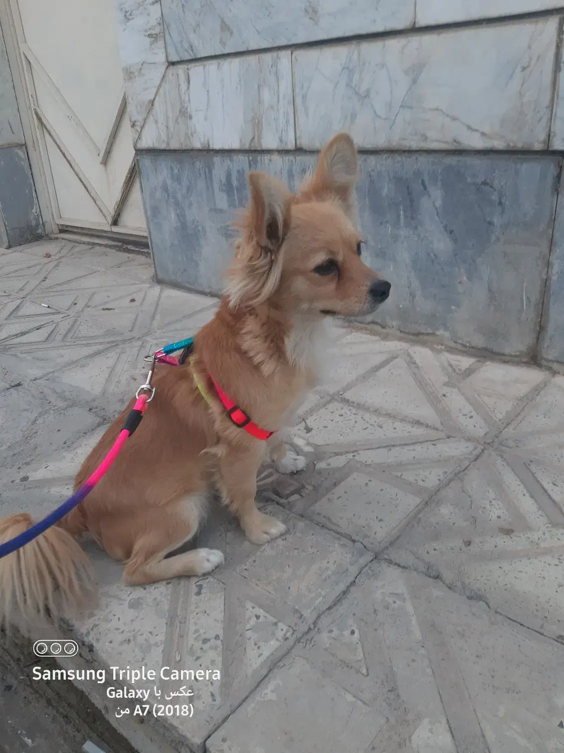 واگذاری سگ اشپیتز ماده دو ساله|سگ|آبیک, |دیوار