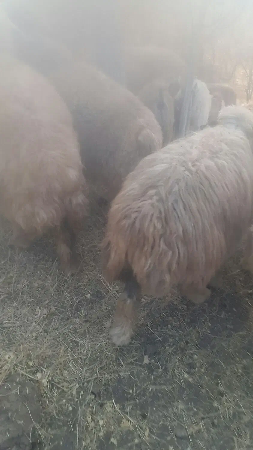 ۲۰ میش ۲۰ بز همه ابستن میشها بردسیر|حیوانات مزرعه|بردسیر, |دیوار