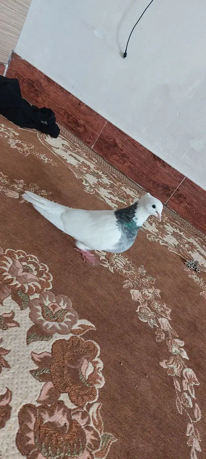 گمشده|پرنده|دورود, |دیوار