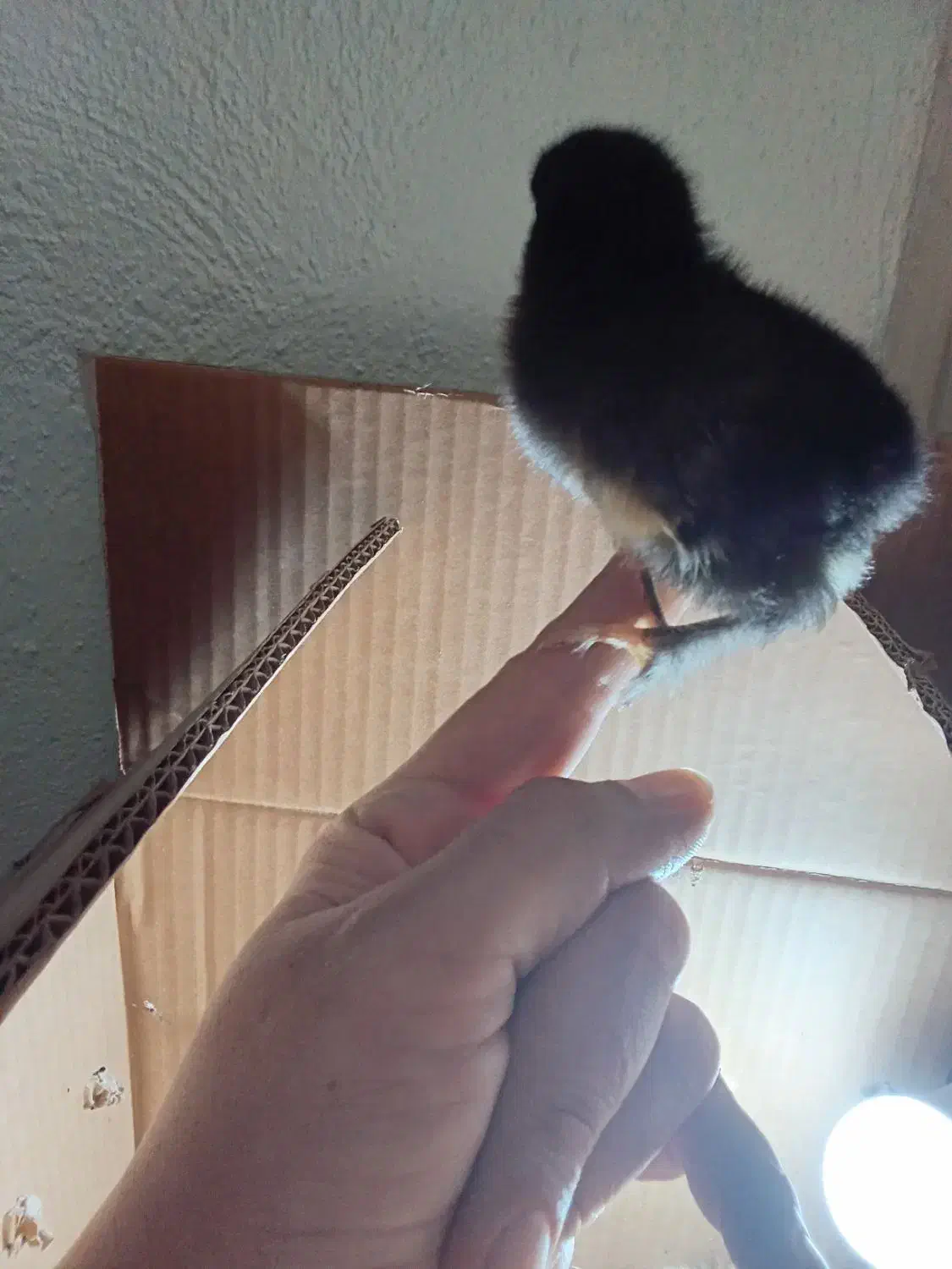 جوجه رسمی (گلپایگانی)|حیوانات مزرعه|تهران, مشیریه|دیوار