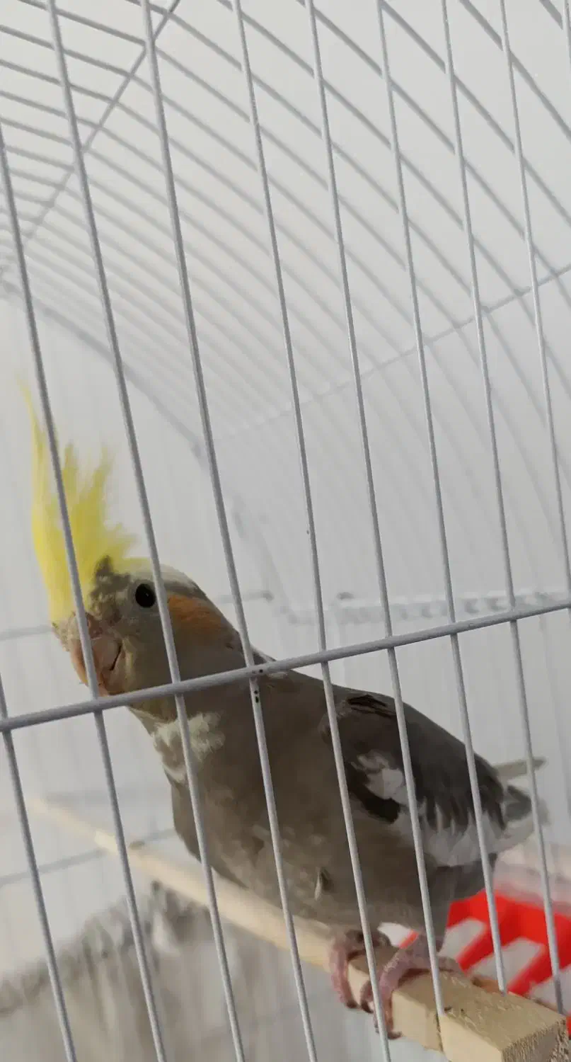 عروس هلندی با قفس|پرنده|شبستر, |دیوار