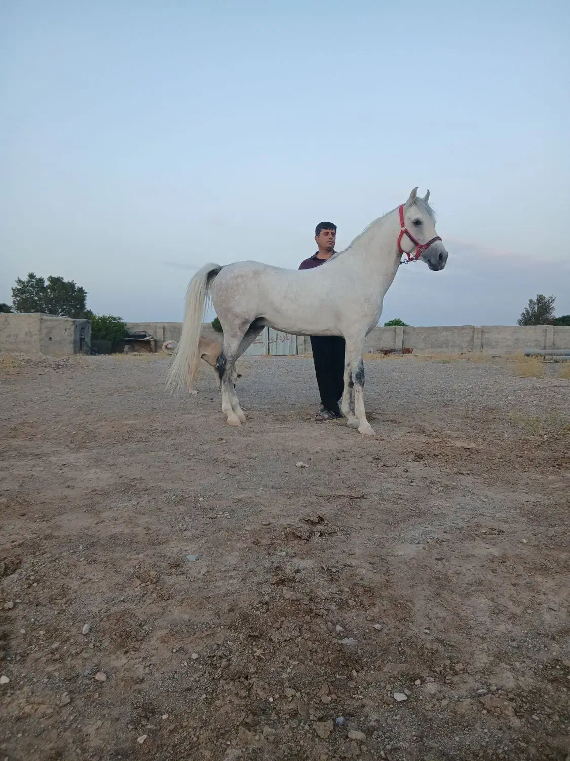 نریان پایه دره شوری نوه طوفان سالار تفت|اسب و تجهیزات اسبسواری|یزد, |دیوار