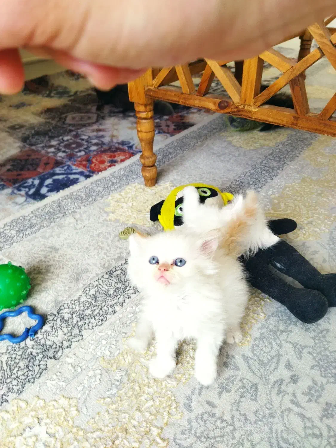 بچه گربه پرشین اشرافی خالص چشم ابی|گربه|چهاردانگه (تهران), |دیوار