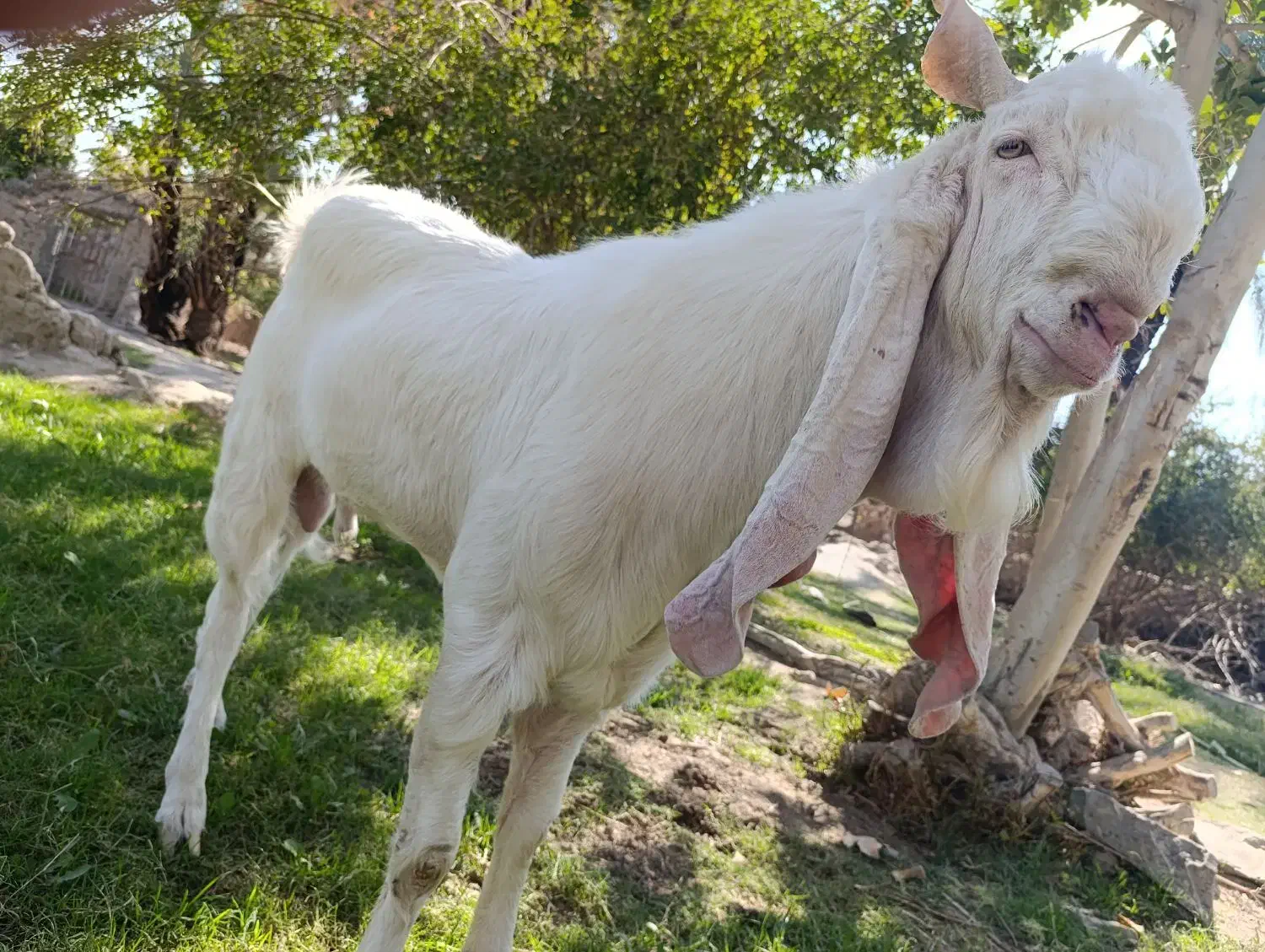 پاچن گلاب|حیوانات مزرعه|سراوان, |دیوار