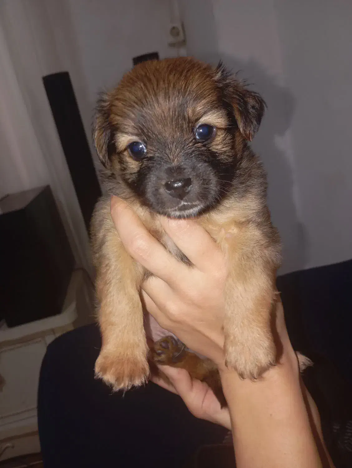 سگ بامزه|سگ|بندر انزلی, لیچارگی حسن رود|دیوار