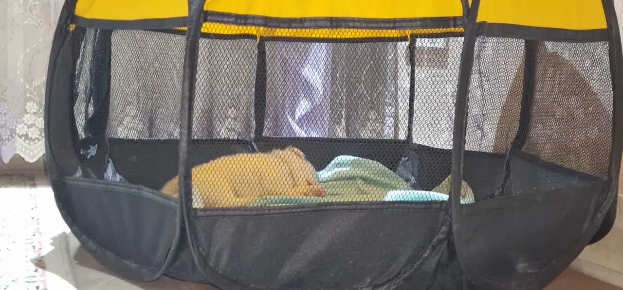 سگ پامر اشپیتز|سگ|تهران, هوانیروز|دیوار