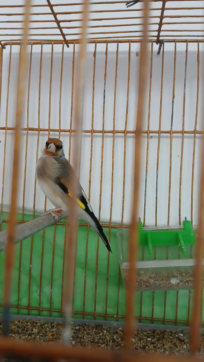 سقا|پرنده|کرمان, |دیوار