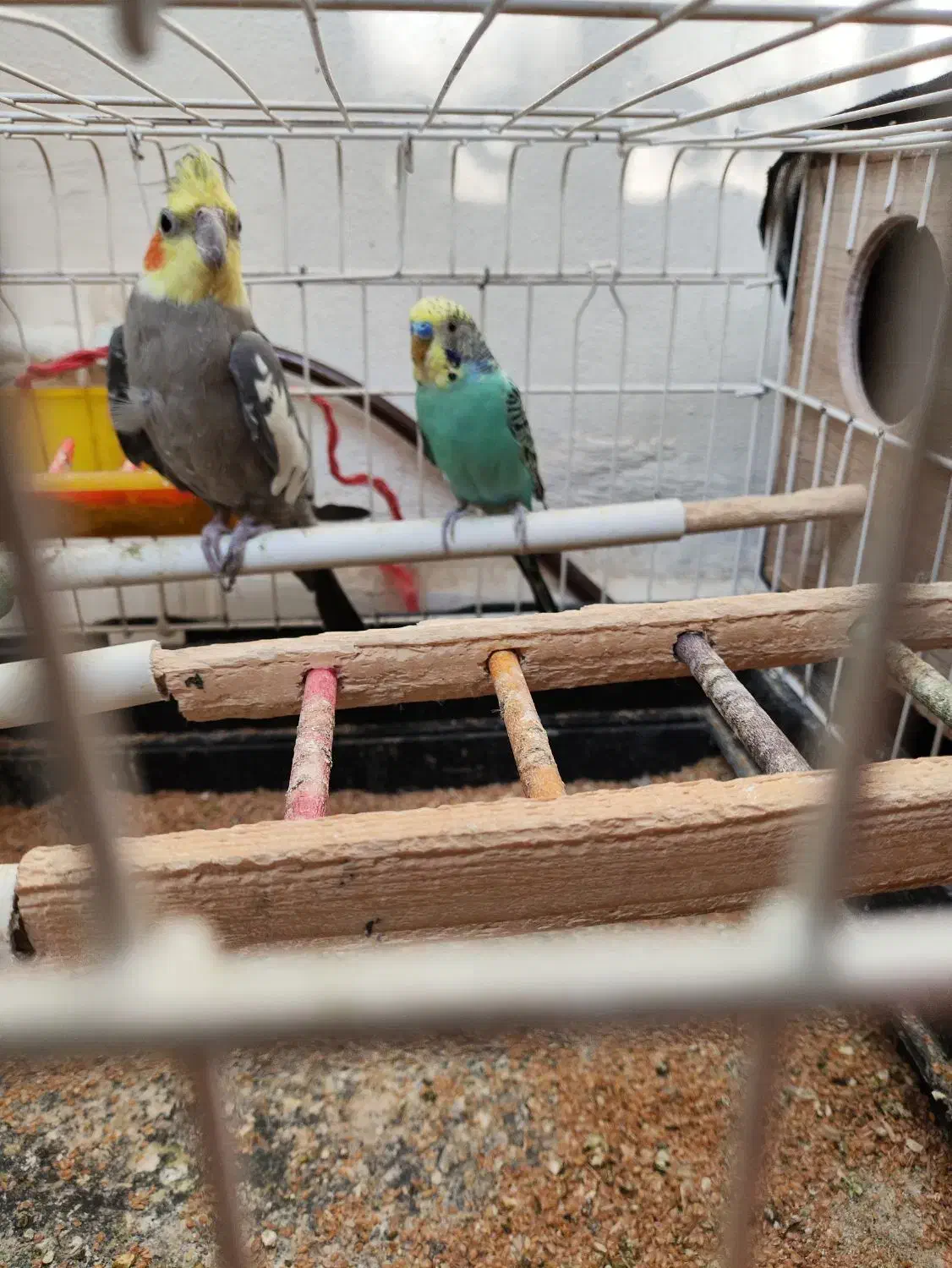 عروس هلندی و مرغ عشق|پرنده|پردیس, فاز ۱|دیوار