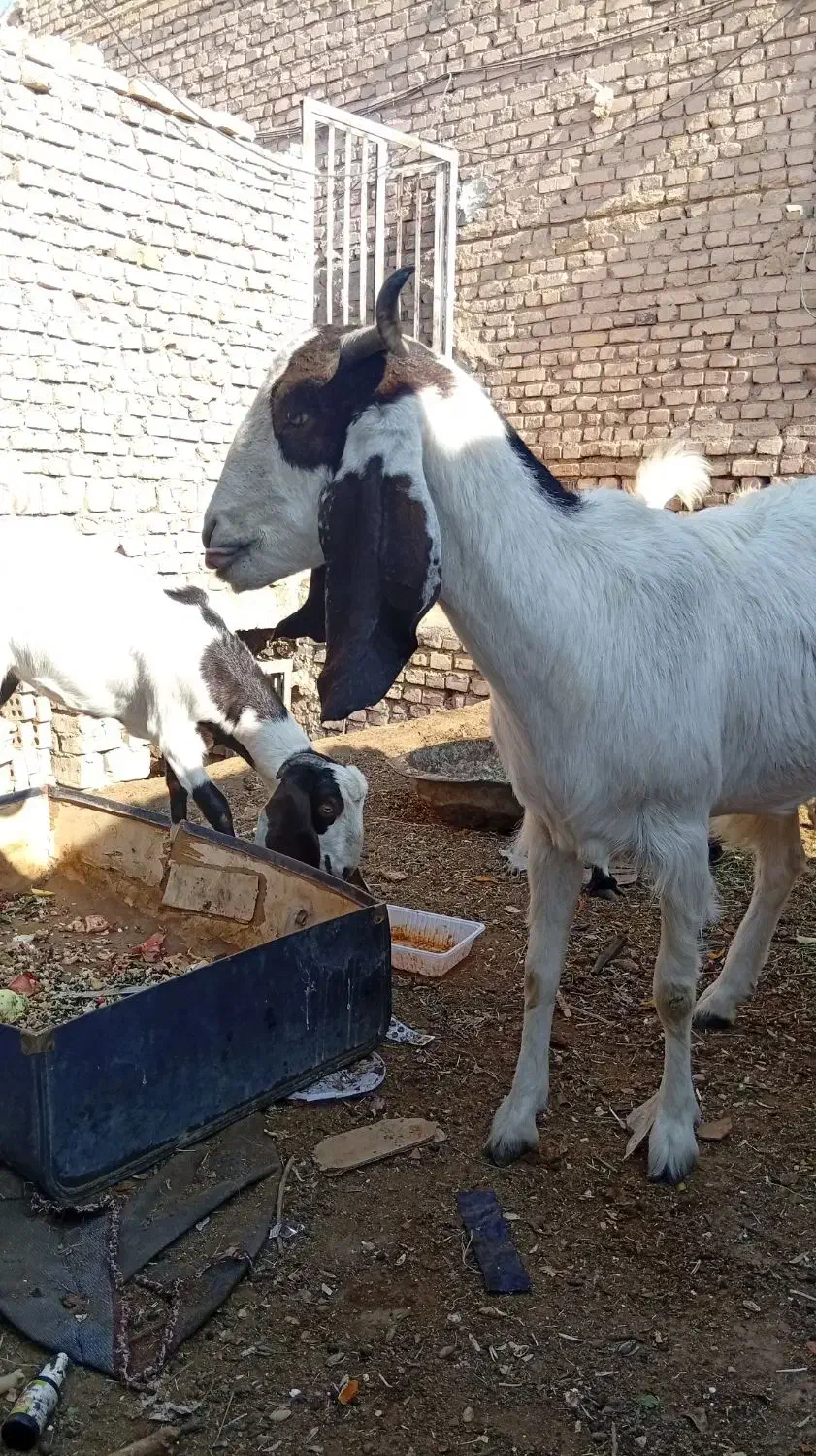 بز کره|حیوانات مزرعه|میبد, |دیوار