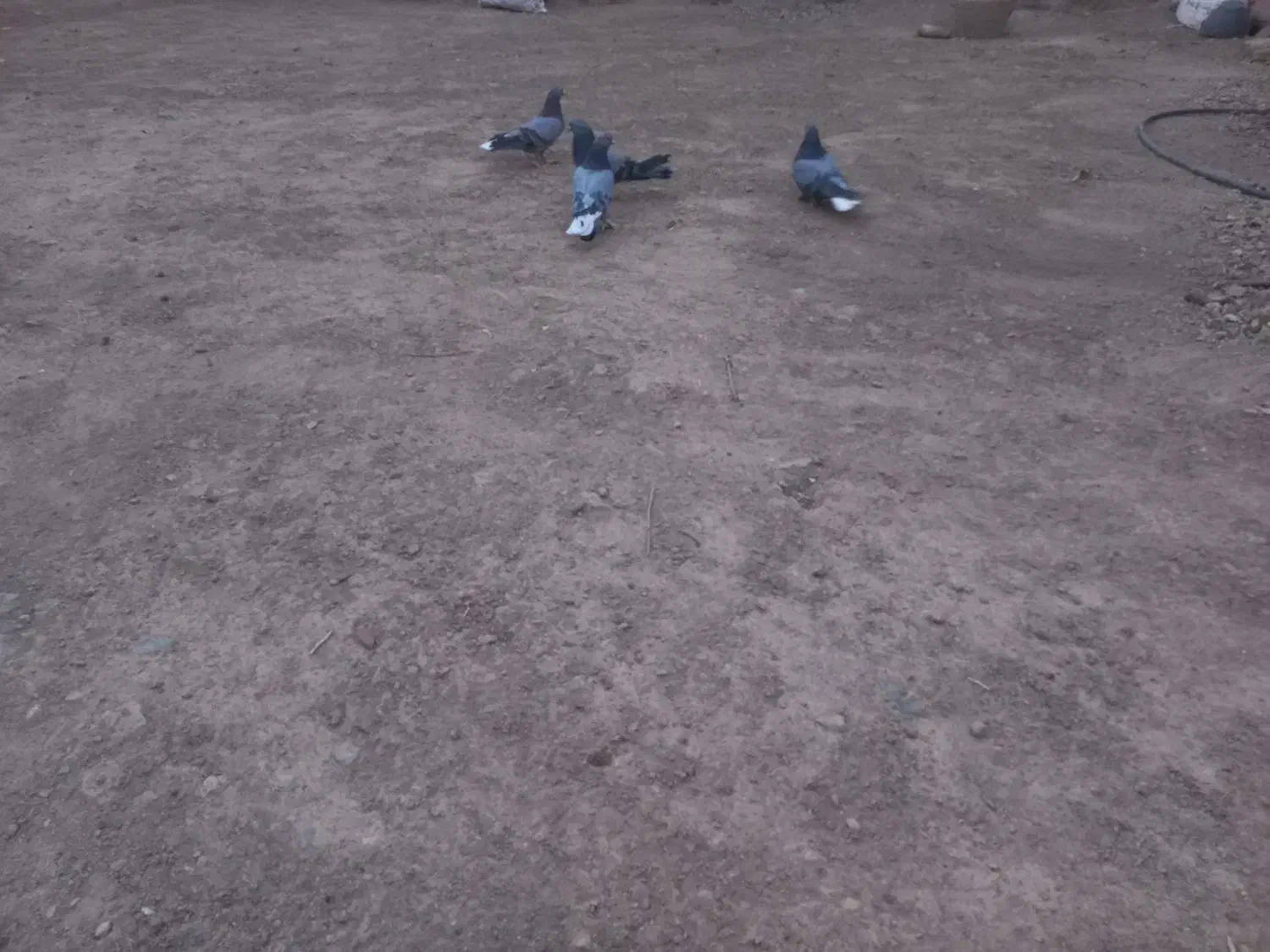 فروش چنتا پر آهنی|پرنده|بن, |دیوار