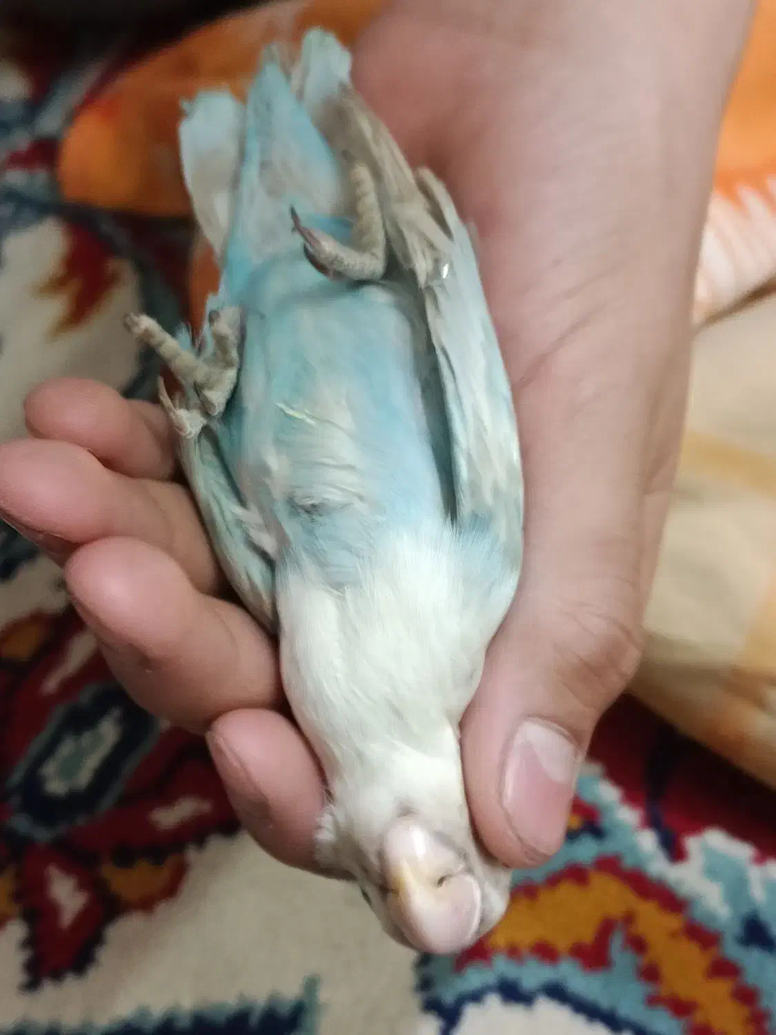 تعدادی جوجه کوتوله برزیلی فول دستی|پرنده|مشهد, وحید|دیوار