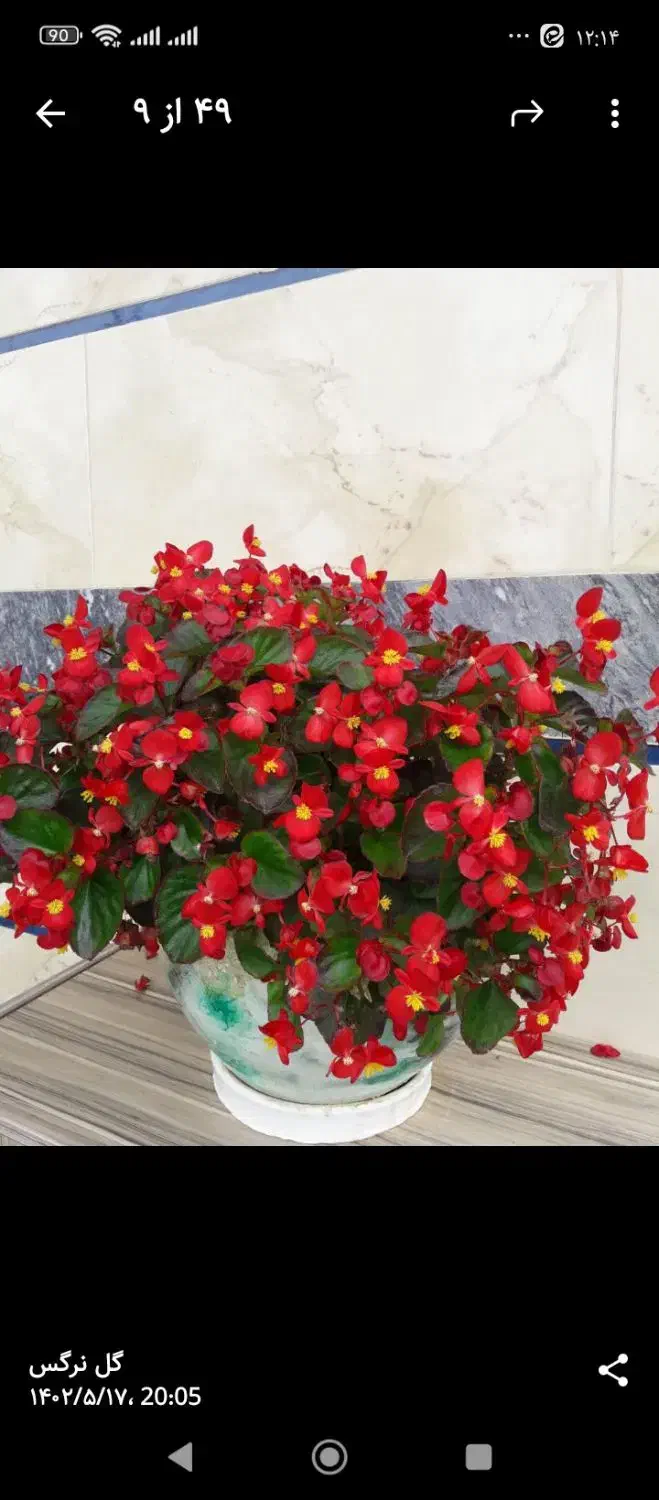 گلهای زیبا|گل و گیاه طبیعی|ماسال, |دیوار