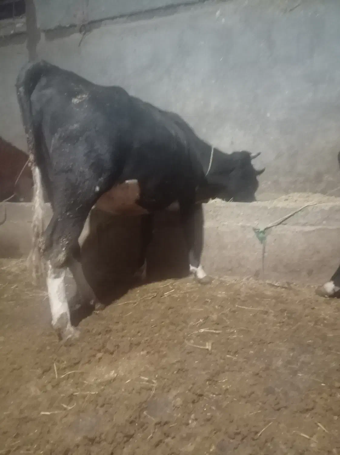 پلیسه ابستن ۸ ماه|حیوانات مزرعه|میانه, |دیوار