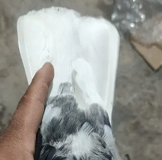 نر هفت رنگ یا سور دم سفید نیم شعمک|پرنده|کرمان, |دیوار